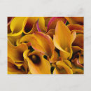 Suche nach exotische blumen postkarten Orange