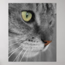 Suche nach grüne katze poster Haustier