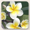 Suche nach frangipani untersetzer Pflanze