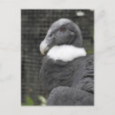 Suche nach condor poster Fotos