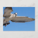 Suche nach vogel im flug postkarten Natur