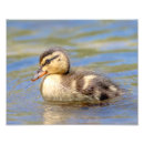 Suche nach wasservögel poster Tiere