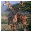 Suche nach retikulierte giraffe Tier