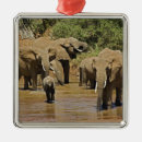 Suche nach afrikanischer elefant ornamente Kenia