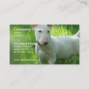 Suche nach bullterrier Pitbull