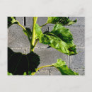 Suche nach sonnenblumen postkarten Botanisch