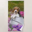 Suche nach lustige hunde strand tuch Foto