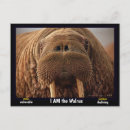 Suche nach walrus poster Ozeane