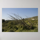 Suche nach dünen poster Gras