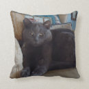 Suche nach russisch blau kissen Katze