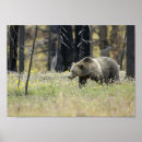 Suche nach grizzlybär poster Wald