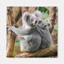 Suche nach koala magnete Australien