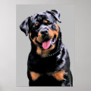 Suche nach rottweiler welpe poster Süß