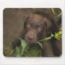 Suche nach labrador welpen mousepads Natur