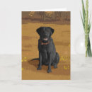 Suche nach schwarzer labrador retriever hund karten Tiere