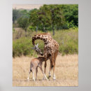 Suche nach niedliches kalb poster Giraffe