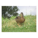 Suche nach weibliches tier poster Vogelvogel