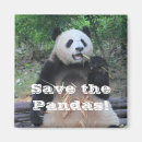 Suche nach pandas Bambus