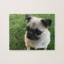 Suche nach niedlicher mops puzzle Möpsen