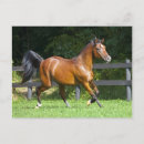 Suche nach trott poster Stallion