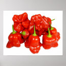 Suche nach capsicum poster Scharf