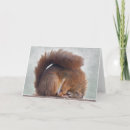 Suche nach rotes eichhörnchen karten Tiere