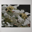 Suche nach hydrangea blume poster Für sie