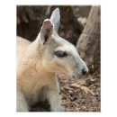 Suche nach wallaby poster Tier