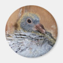 Suche nach tauben magnete Rennsport