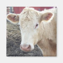 Suche nach moo kuh magnete Tiere