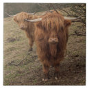 Suche nach scottish fliesen Kuh