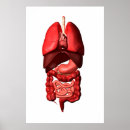 Suche nach verdauungssystem poster Innere organe