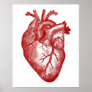 Suche nach herzanatomie poster Anatomisch
