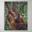 Suche nach hanging poster Wild