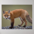Suche nach säugetiere poster Wildnis