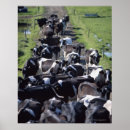 Suche nach milchkühe poster Bauernhof