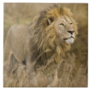 Suche nach lion fliesen Tierwelt