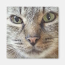 Suche nach tabby magnete Kitty