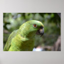 Suche nach exotische vögel poster Vogelliebhaber
