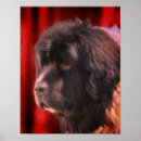 Suche nach hundegesichter poster Tier