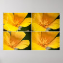 Suche nach poppy poster Mohn