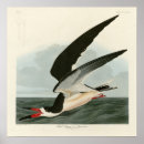 Suche nach schwarzer vogel poster Audubon