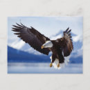 Suche nach seeadler postkarten Vogelvogel