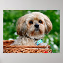 Suche nach lhasa poster Tier