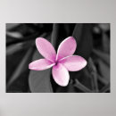 Suche nach plumeria poster Flower