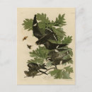Suche nach john james audubon postkarten Darstellung