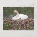 Suche nach stumm postkarten Schwan