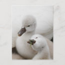 Suche nach swans postkarten Im freien