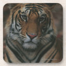 Suche nach cube untersetzer Tiger