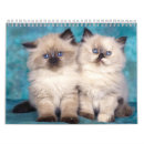 Suche nach miezekatze kalender Entzückend